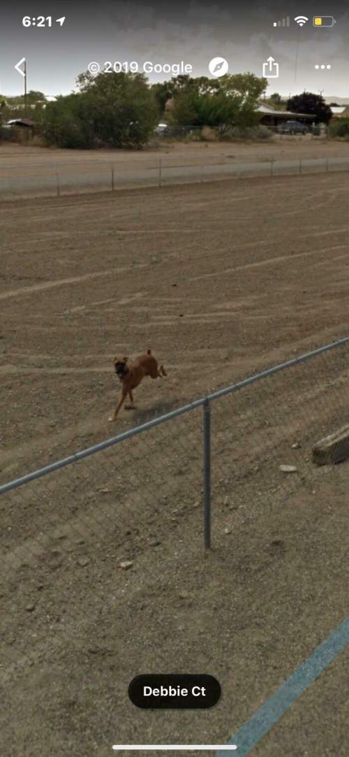 Моя собака умерла несколько лет назад, но когда я смотрю на карты Google, она все еще там, преследуя трамвай