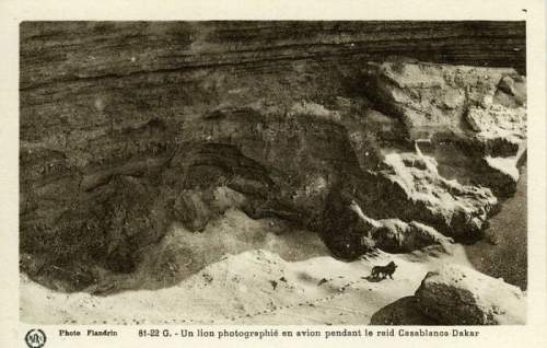 Последняя известная фотография берберийского льва до предполагаемого вымирания в Атласских горах в Северной Африке, сделанная в 1925 году Марселин Фландрен.