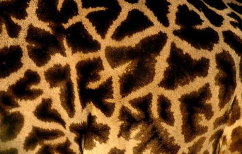 Пятна жирафа образуют неровные узоры. (Michael Nichols/National Geographic)