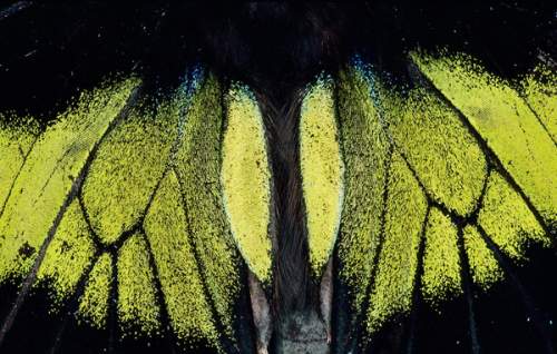 Крылья мотылька переливаются перламутром на этой фотографии, сделанной в заповеднике долины Данум в штате Сабах, Малайзия. (Mattias Klum/National Geographic)
