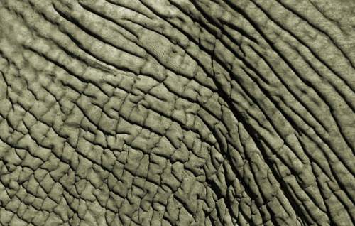 Кожа африканского слона может достигать до 2,5 см в толщину. (Bobby Model/National Geographic)