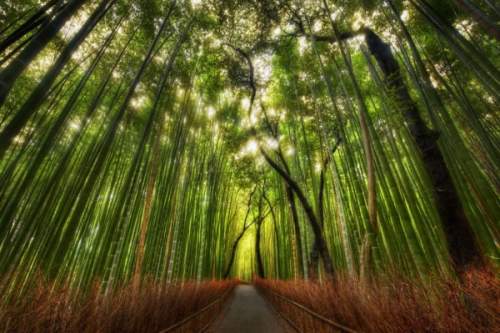 Бамбуковая роща. Природный парк Сагано в Японии