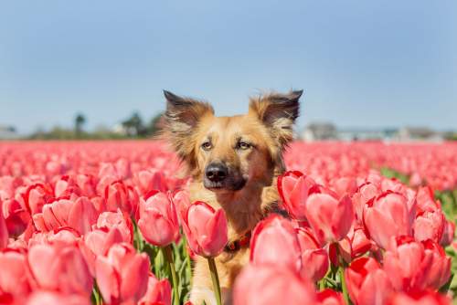 Собака среди цветов