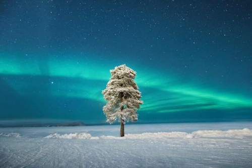 Одинокое дерево под скандинавским северным сиянием - Лапландия, Финляндия
