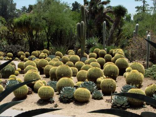 "Пустынный сад" в Хантингтоне, США