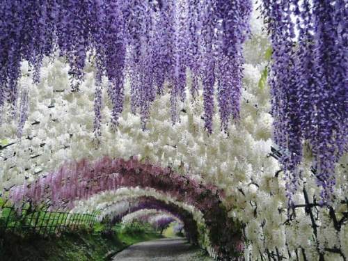 Тоннель глициний в японском саду цветов Кавати Фудзи, Китакюшу, Япония