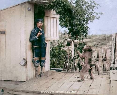 Железнодорожный сигнальщик Джеймс Уайд с двумя ампутированными конечностями работает вместе со своим питомцем и помощником Джеком Бабуином в Кейптауне в 1880-х годах.