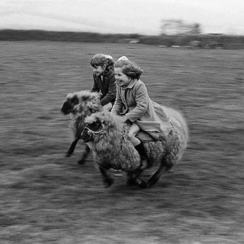 Две девушки скачут на полной скорости на овцах в Корнуолле, Англия, 1969 год.