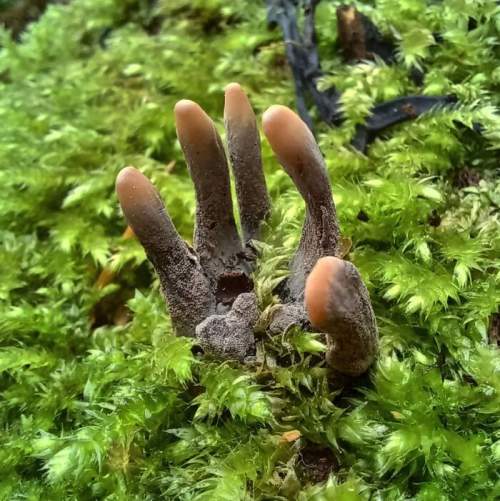 Xylaria Polymorpha, широко известен как "Пальцы мертвеца", является сапробным грибком