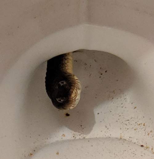В моем туалете живет водяная змея