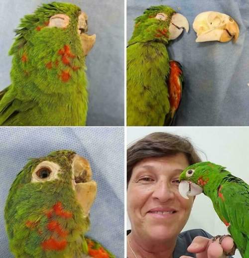 Этот попугай получил второй шанс на жизнь после получения нового протеза клюва