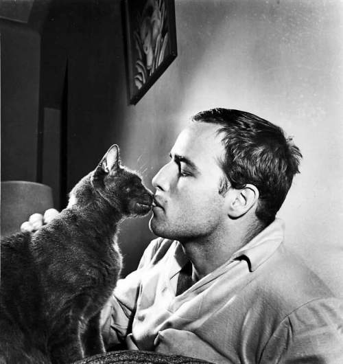 Марлон Брандо, любитель кошек, однажды заявил: ?Я живу в доме своего кота?