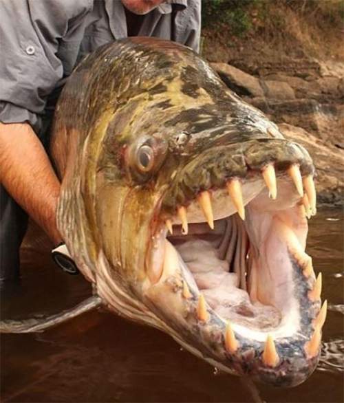 Тигровая рыба-голиаф, река Конго