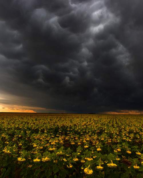 Буря над полем подсолнухов 