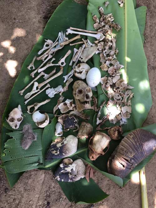 Кости, найденные в гнезде орлиной гарпии