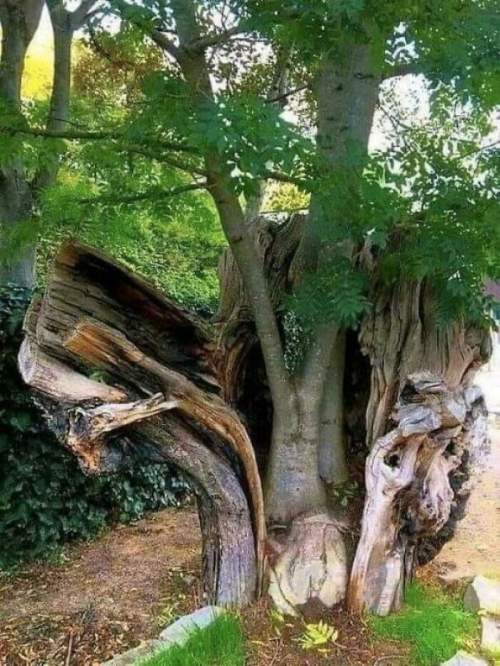 Дерево решило начать новую жизнь